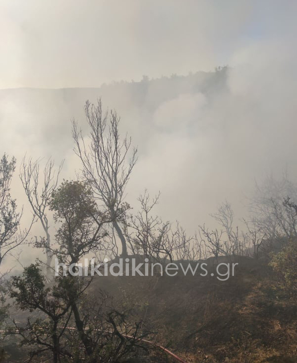 Πυρκαγιά σε δασική έκταση στη Χαλκιδική